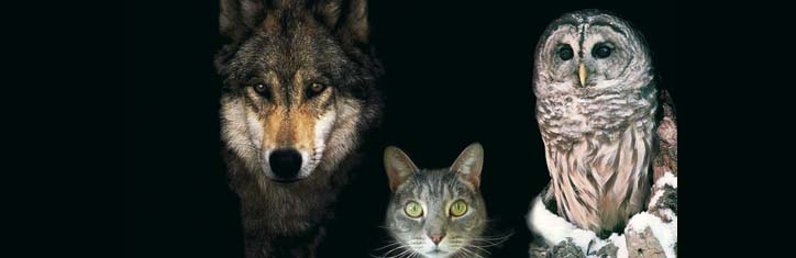 Kommunikation zwischen den Arten Teil 3