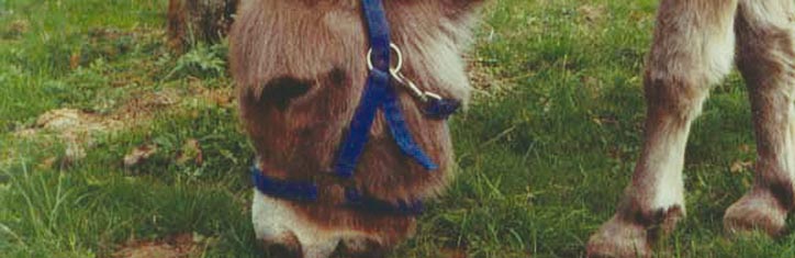 Ganzheitliche Tiermedizin ist gefragter denn je