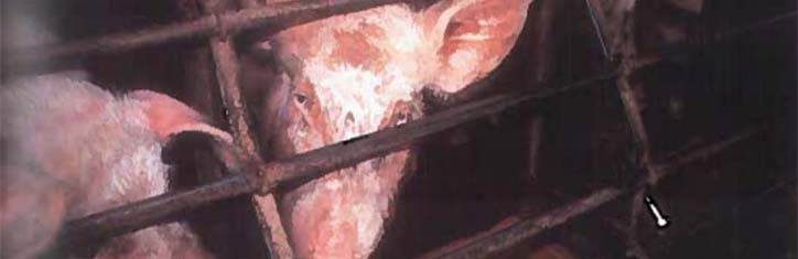 Tierquälerei: Schweine zur Mast