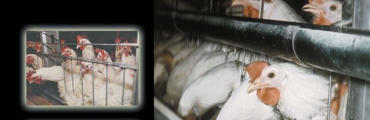 Tierschutz ist auch Verbraucherschutz