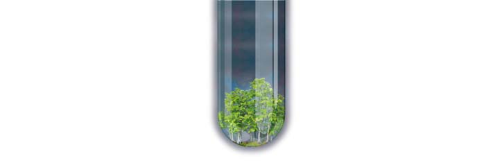 Transgene Bäume – Gene, Geld und Ungeduld