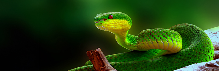 Tiergifte triumphieren bei chronischen Krankheiten