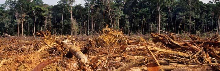 Kahlschlag für deutsche Gartenmöbel