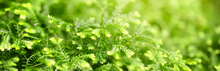 Urpflanzen: Schätze für die Therapie Teil 1