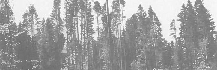 Der Wald stirbt und Politiker sehen zu