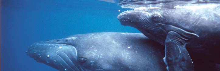 Rettung von Walen und Delphinen