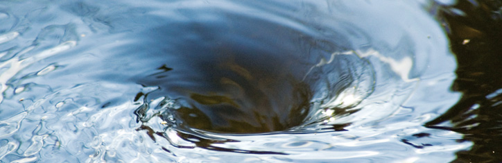 Die organisierende Kraft der Wirbel