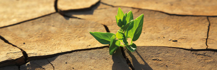 Wüstenbegrünung in Rajasthan