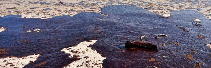 Naturnahe Mittel gegen die Ölpest